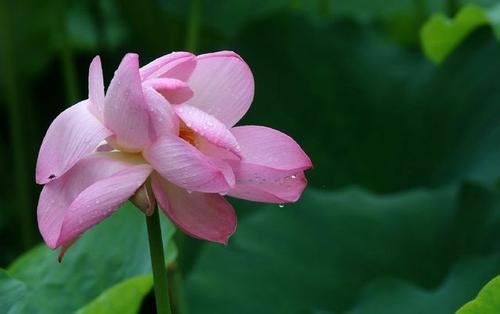 双子女和双鱼男合适吗，双子女和双鱼男配吗？