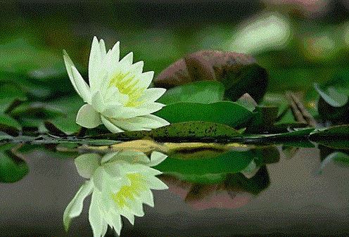 高级婚姻情感咨询证书发证单位，报考需要什么条件