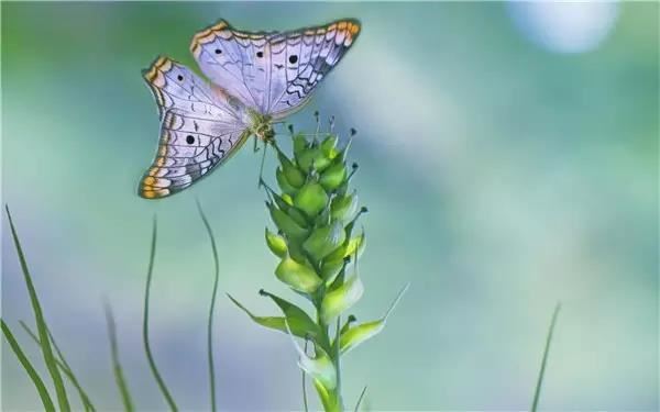 不知道超度堕胎婴灵的做法 请专业道长才能解决