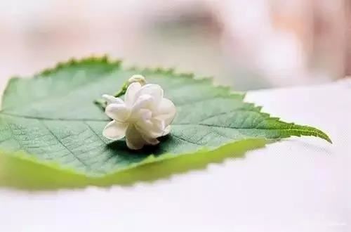 蛇年取名字宜用什么字辈最好呢