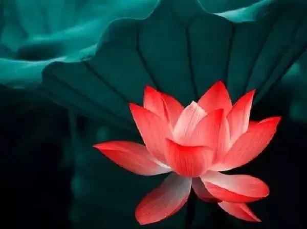 12星座女想结婚时的“信号”是这样的！