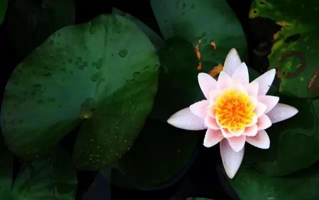 走桃花运真的影响财运吗，如何改善桃花运的状态