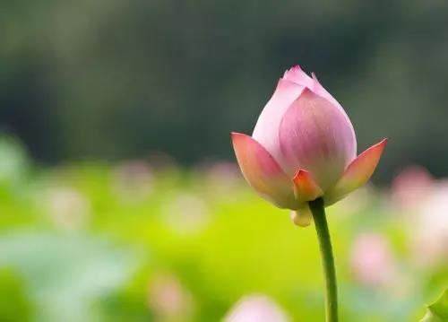 八字预测：探究未来的命运、事业、感情和健康