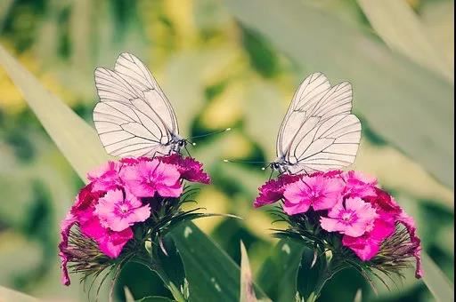 为什么八字二合是婚姻中最重要的要素？八字二合的婚姻匹配原则