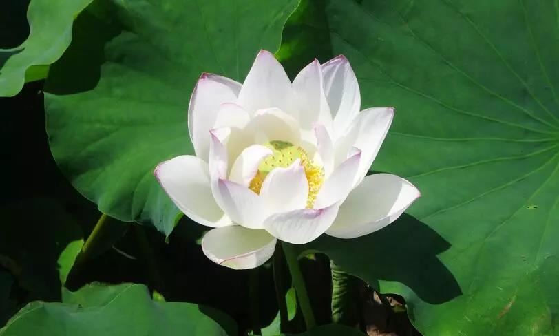 童子命很可怕吗？能不能化解