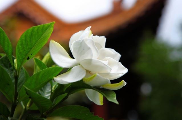 如何制作带有源字的QQ名？