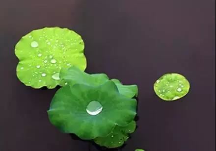 属猪1971年是什么命