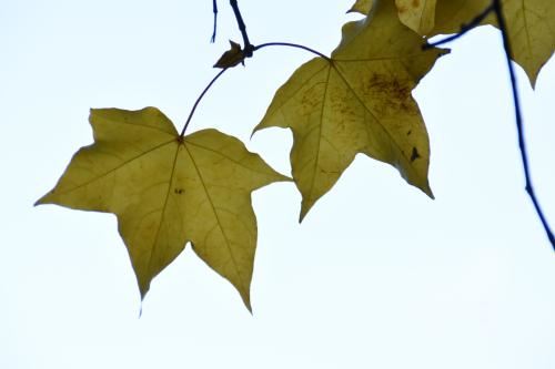 属鼠的几月出生最好命，属鼠的最忌讳几点出生？