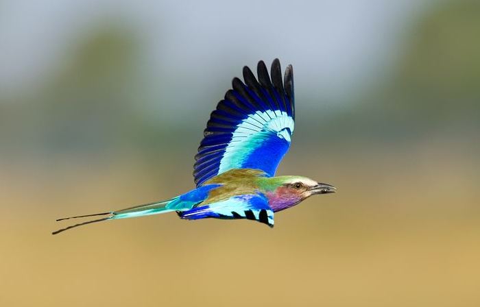 超度亡人的咒都有这些，可以帮助去世的人