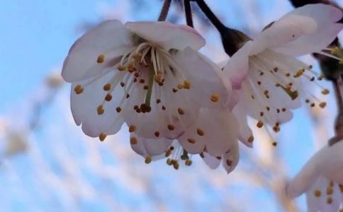 属鼠人的婚姻与命运是怎么样的呢?属鼠男婚姻幸福是完美丈夫