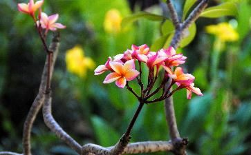 0个斗的男人命运好不好， 富贵吉祥的指纹分析？