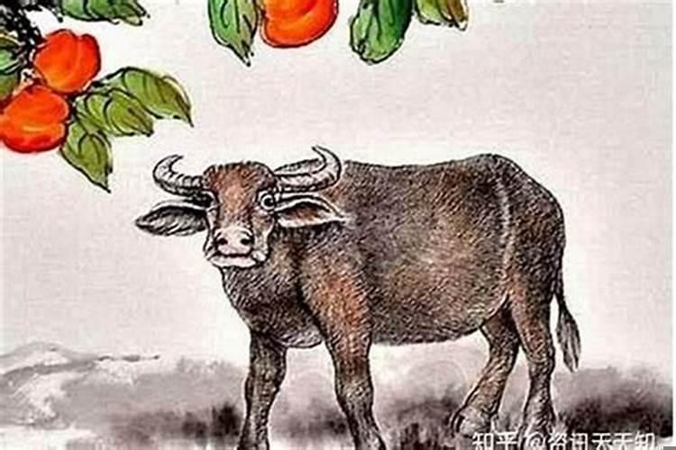 属牛人怎么才能财运旺