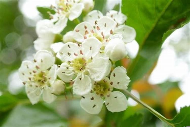 怎样看出一个人的桃花运