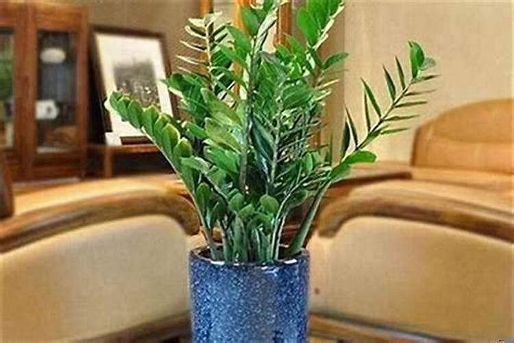 店里放什么植物招财