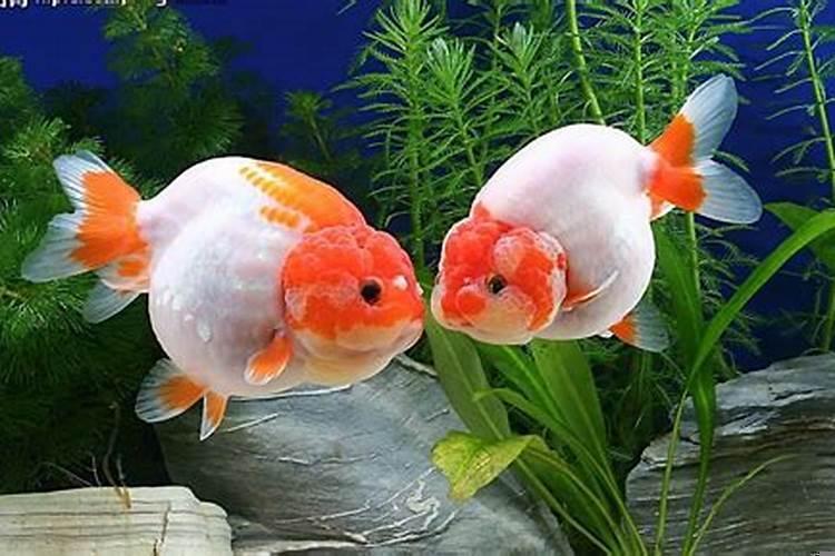 风水鱼的颜色最好是什么招财