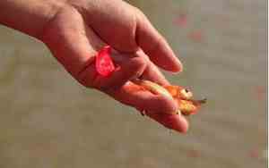 放生三年得了重病