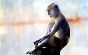 属猴男几月份出生最好