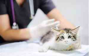 小猫出生多久打疫苗