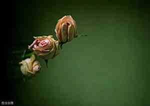 人心换不来人心的感慨说说