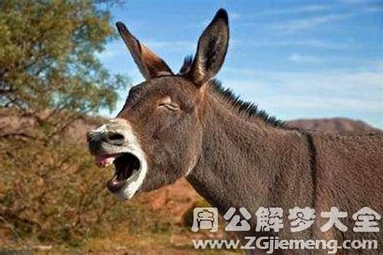 梦见被驴追赶，梦见老板帮我做事