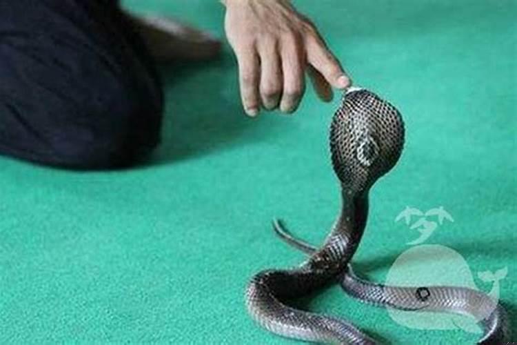 梦见砍断一条小蛇