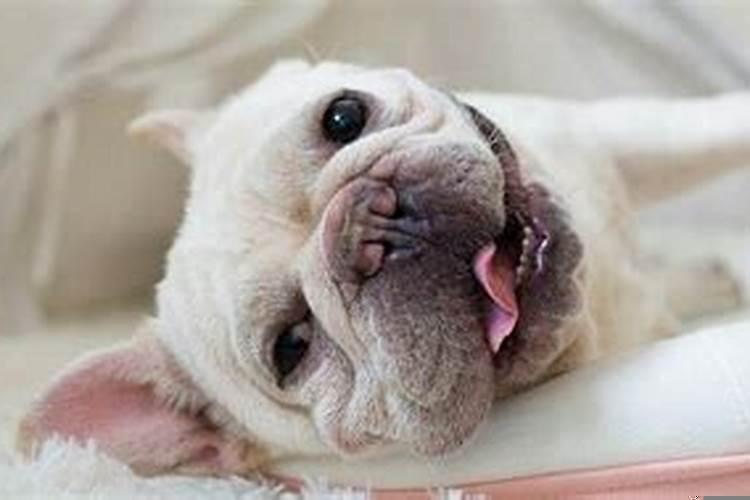 梦见家里进来了一只狗