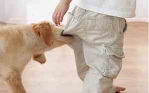 梦见被狗咬出血了