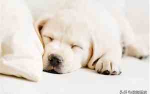 出生小狗多久睁眼睛