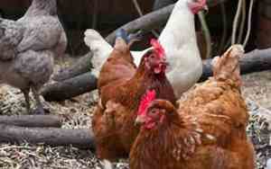 鸡宝宝时辰出生最好