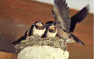 梦见刚出生的小燕子