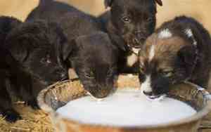 刚出生的小狗喂什么奶粉