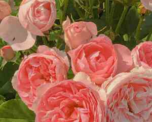 岁月静好的经典句子大全