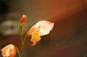 形容看花美丽心情的句子