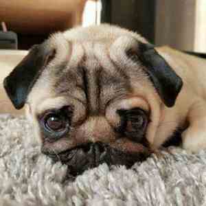 愿狗狗在天堂一切安好