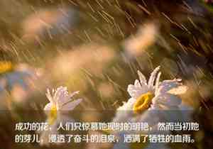 描写夜晚万家灯火的优美句子