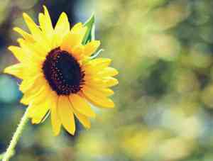 美丽的翅膀原唱