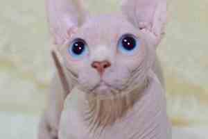 比鲁斯猫大概多钱一只