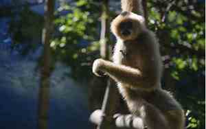 猴年几日出生最好命