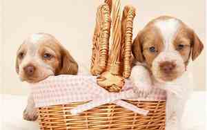 狗狗刚出生要注意什么