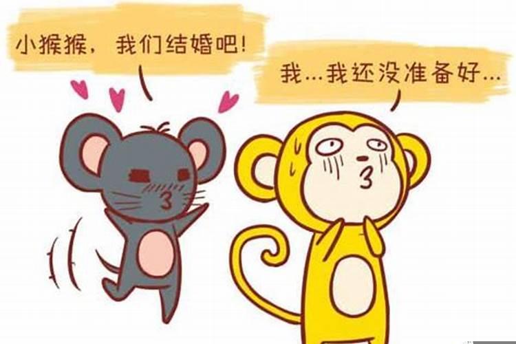 属鼠与猴是否相配