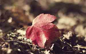 抗日战争观后感300字作文