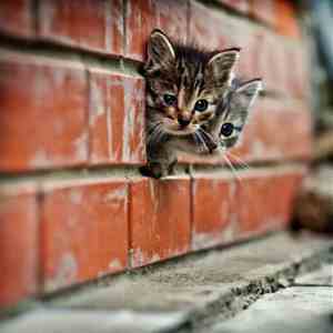 苹果历代手机发布时间表