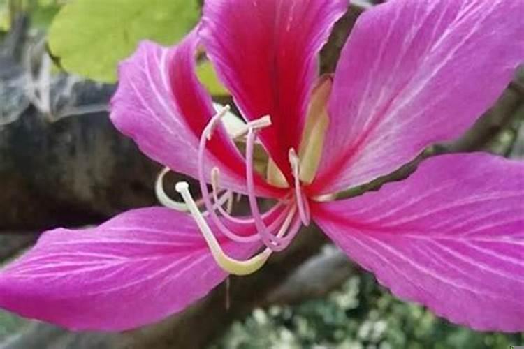 十二生肖的幸运花是什么花?