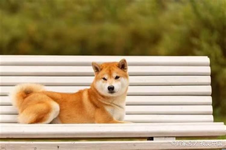 82年属狗人戴什么招财旺运