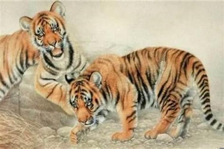 属虎的人命是不是不好