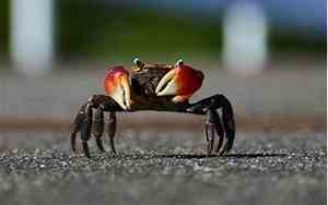 梦见抓螃蟹是什么征兆