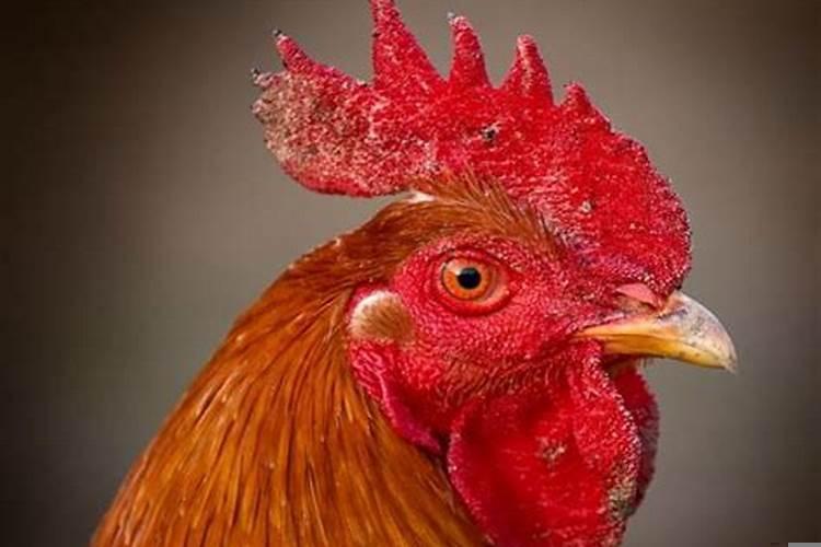 鸡是啥颜色