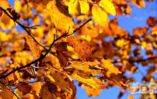 苏珊米勒天秤座一周星座运势