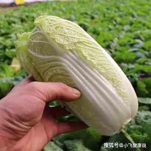 鸡冠菜的图片又名