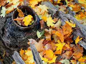 饿狼嘴里的小白兔 百度网盘